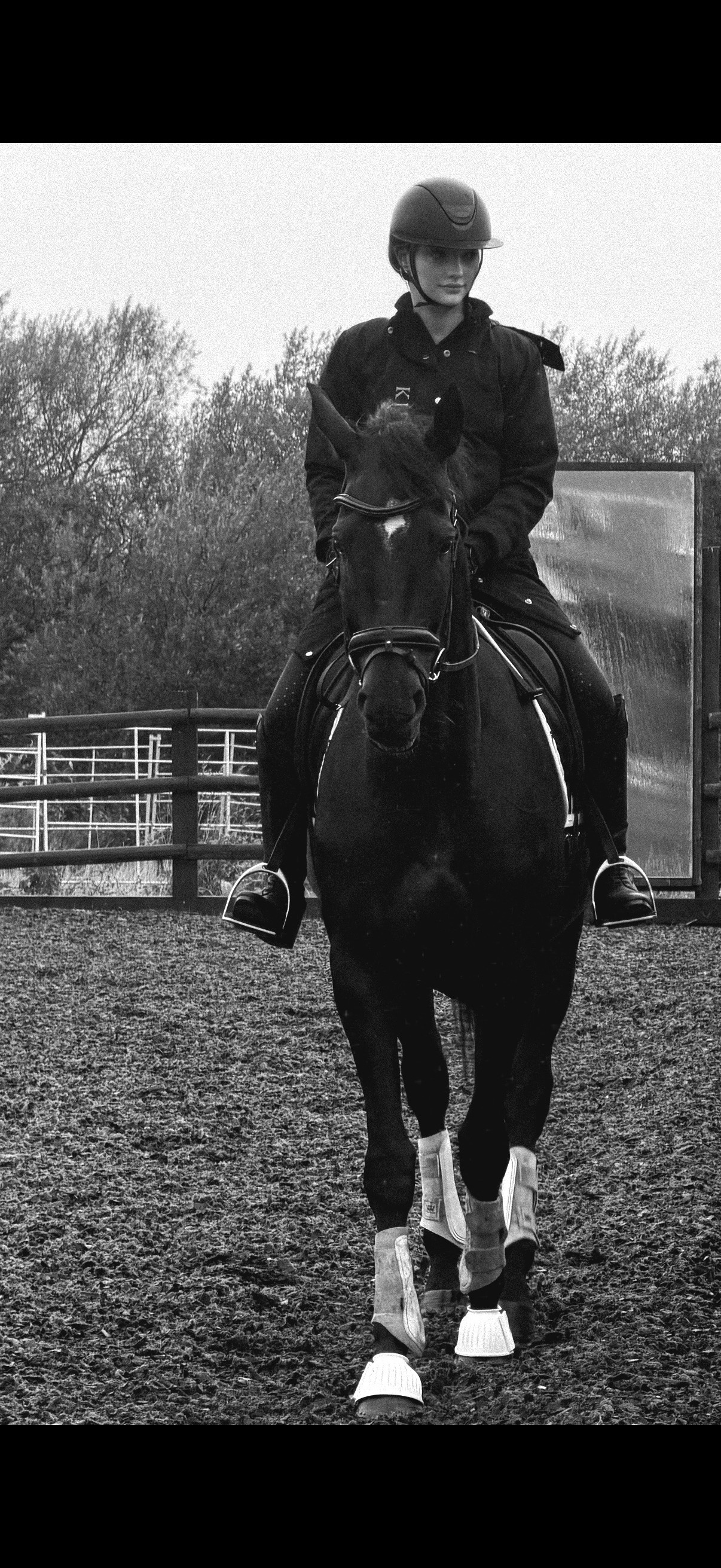 "Wendy" Dark Bay Mare Dressage Horse - Horses in Swansea