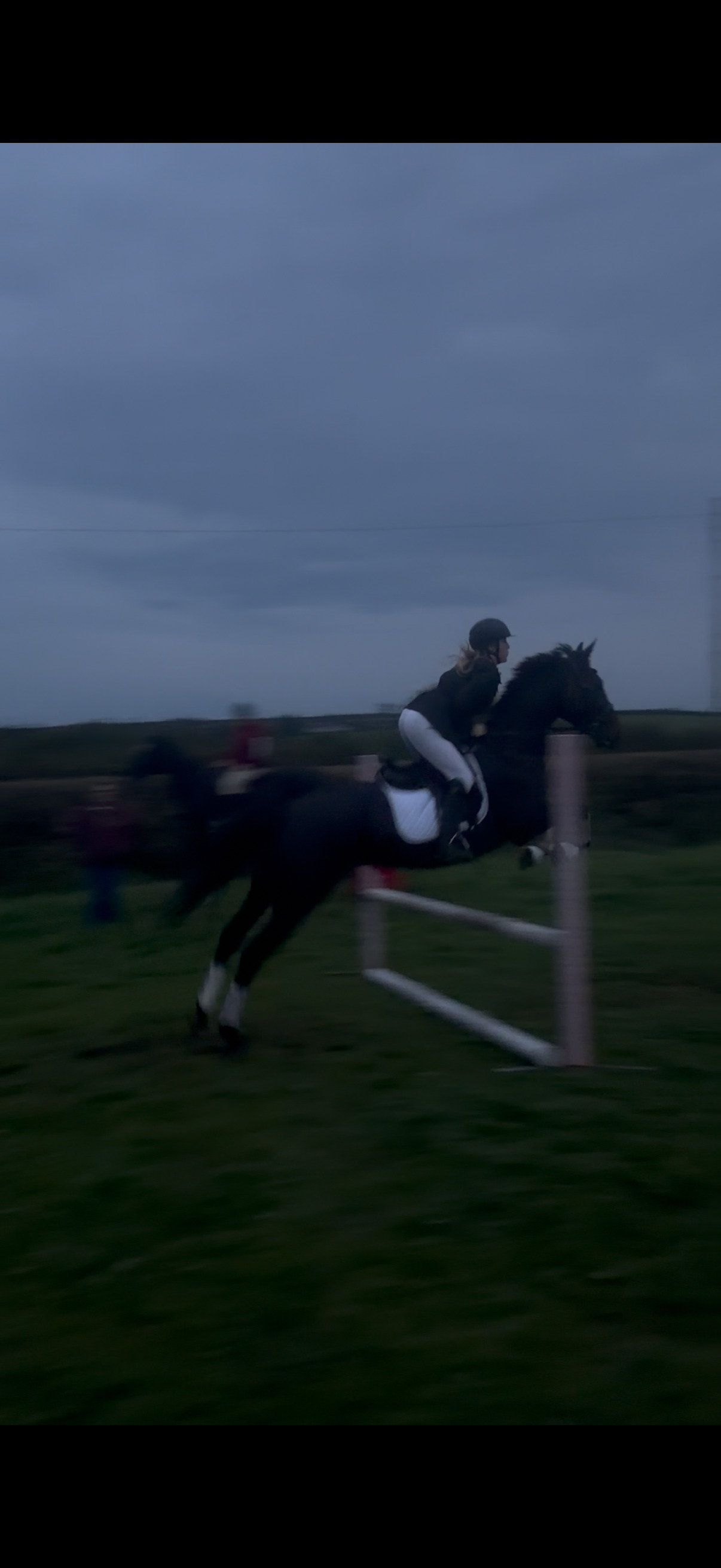 "Wendy" Dark Bay Mare Dressage Horse - Horses