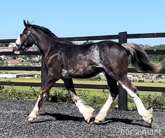 "Clydesdale x Cob " Black Roan Colt Cob/Heavy Horse