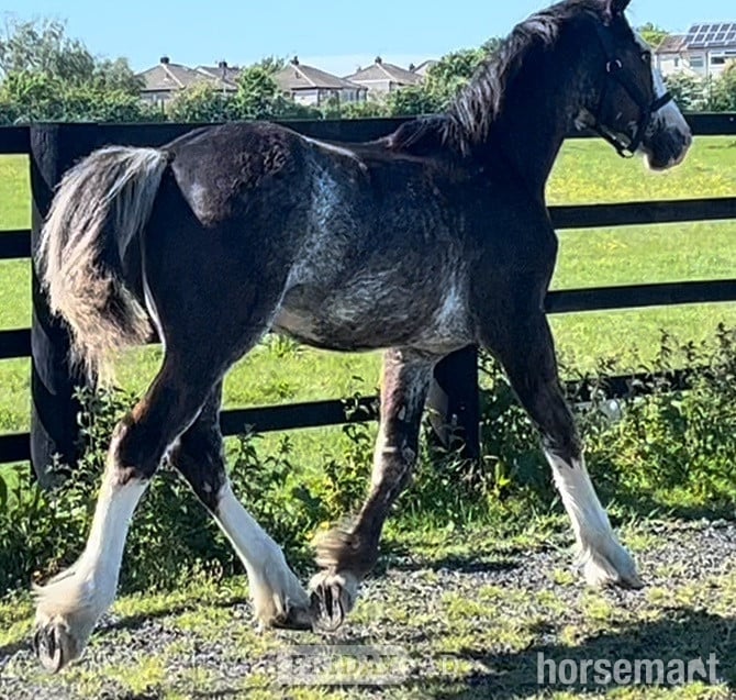 "Clydesdale x Cob " Black Roan Colt Cob/Heavy Horse - Horses in Leeds