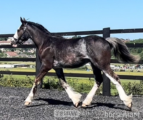 "Clydesdale x Cob " Black Roan Colt Cob/Heavy Horse in Leeds