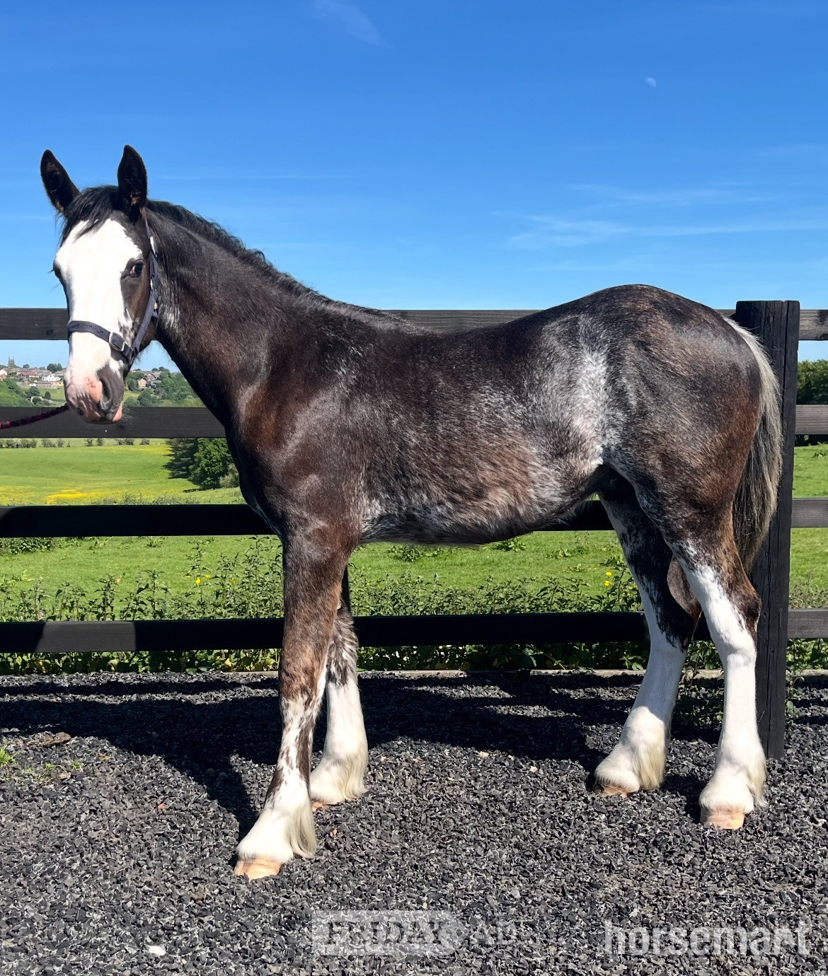 "Clydesdale x Cob " Black Roan Colt Cob/Heavy Horse