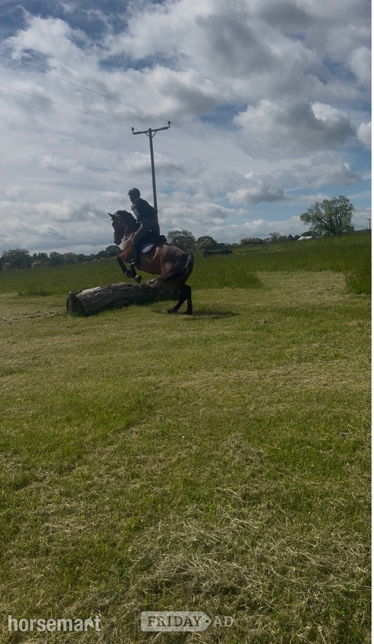 "Neve " Bay Mare All Rounder - Horses in Ponteland