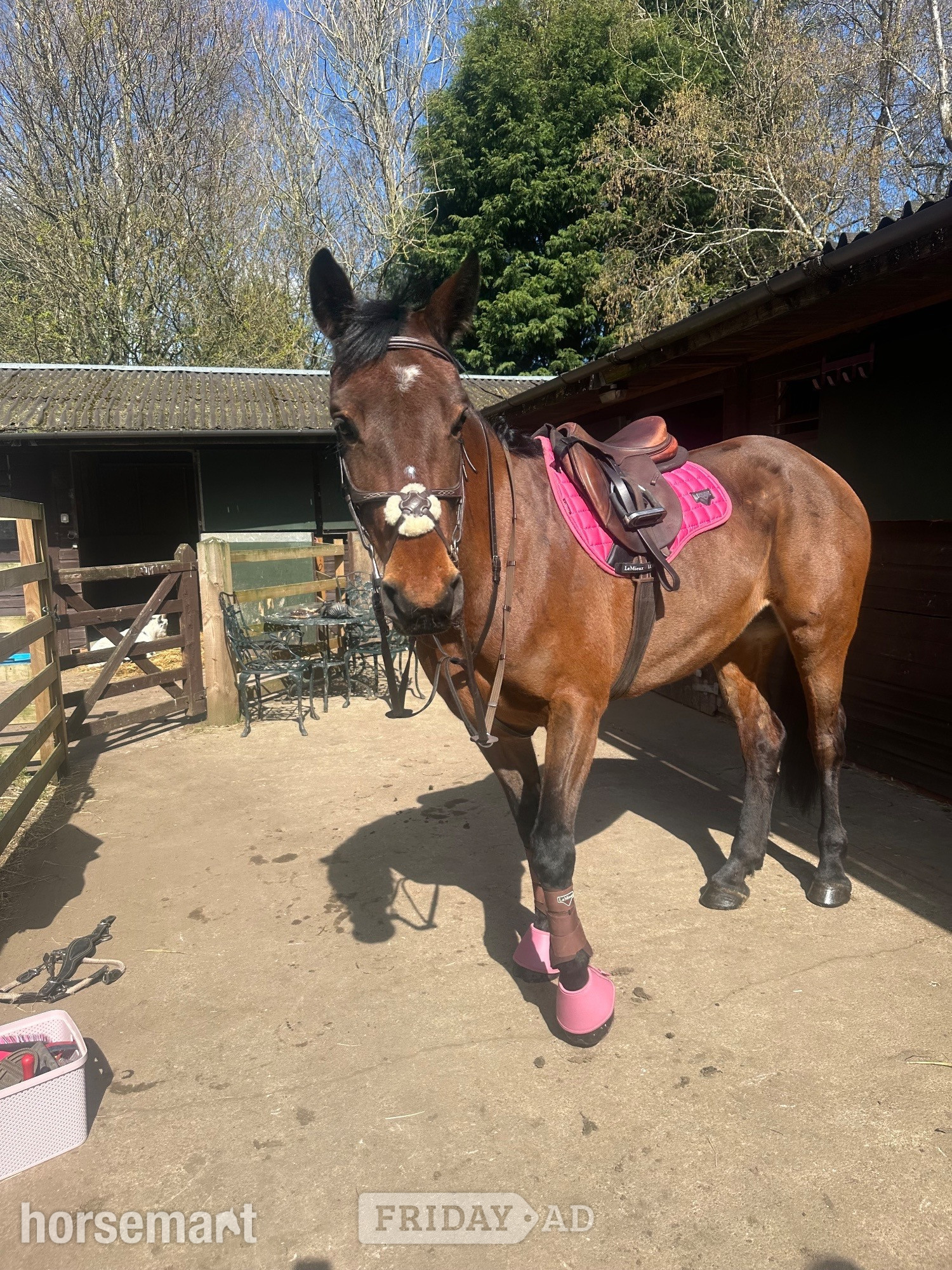 Ponteland "Neve " Bay Mare All Rounder