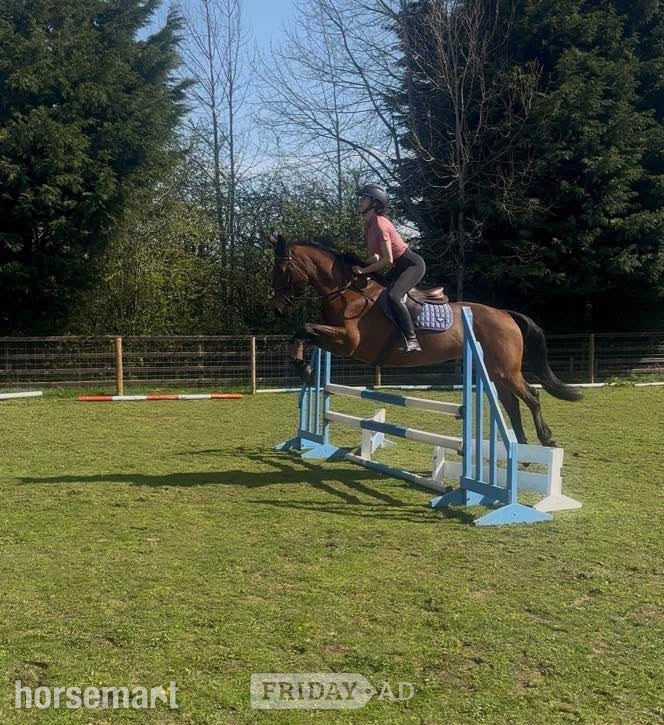 "Neve " Bay Mare All Rounder