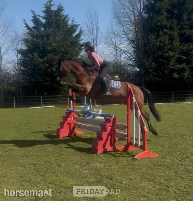 "Neve " Bay Mare All Rounder in Ponteland
