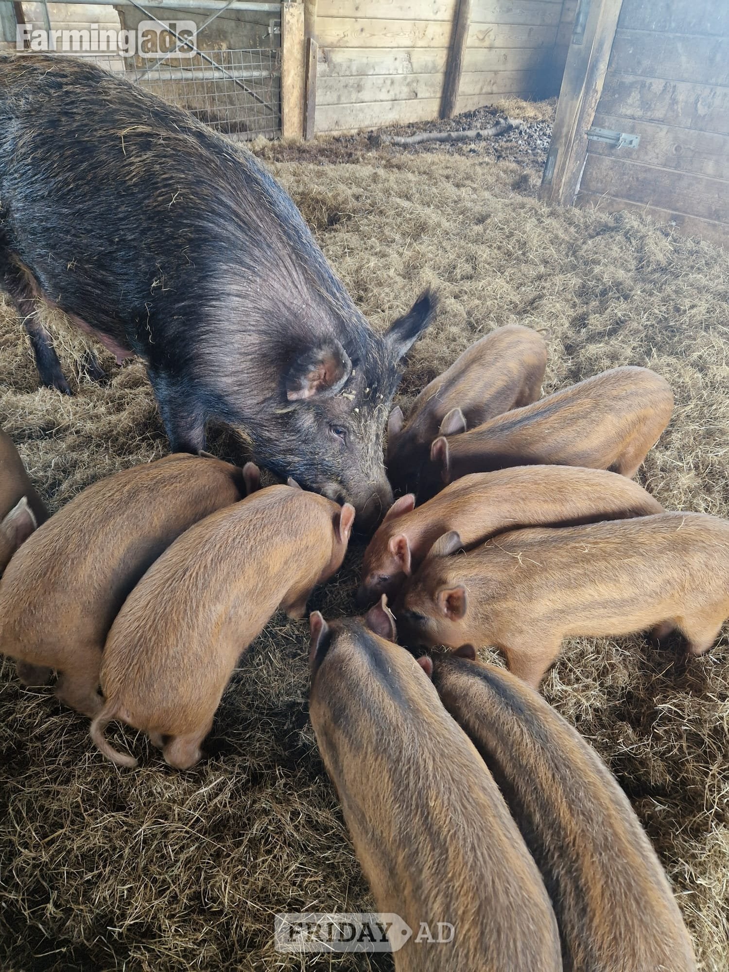 Organic Iron Age (Tamworth x Wild Boar) weaners (boar) in Templecombe