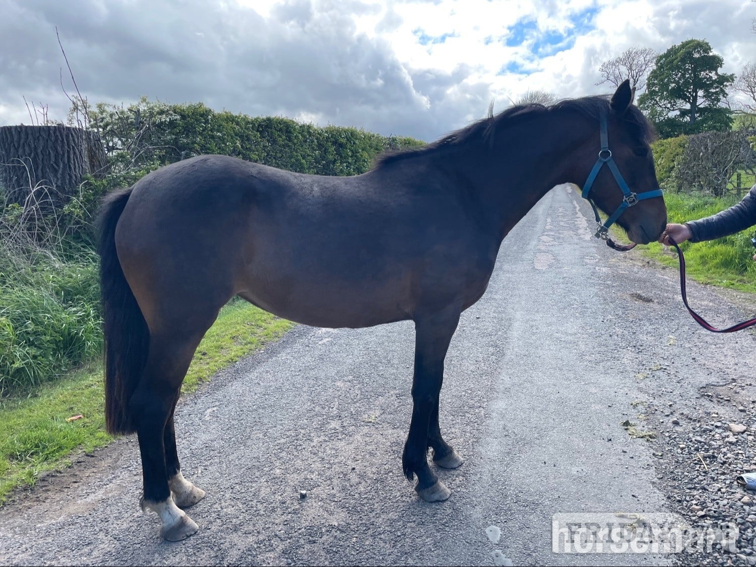 "Nell" Bay Mare Project Horse