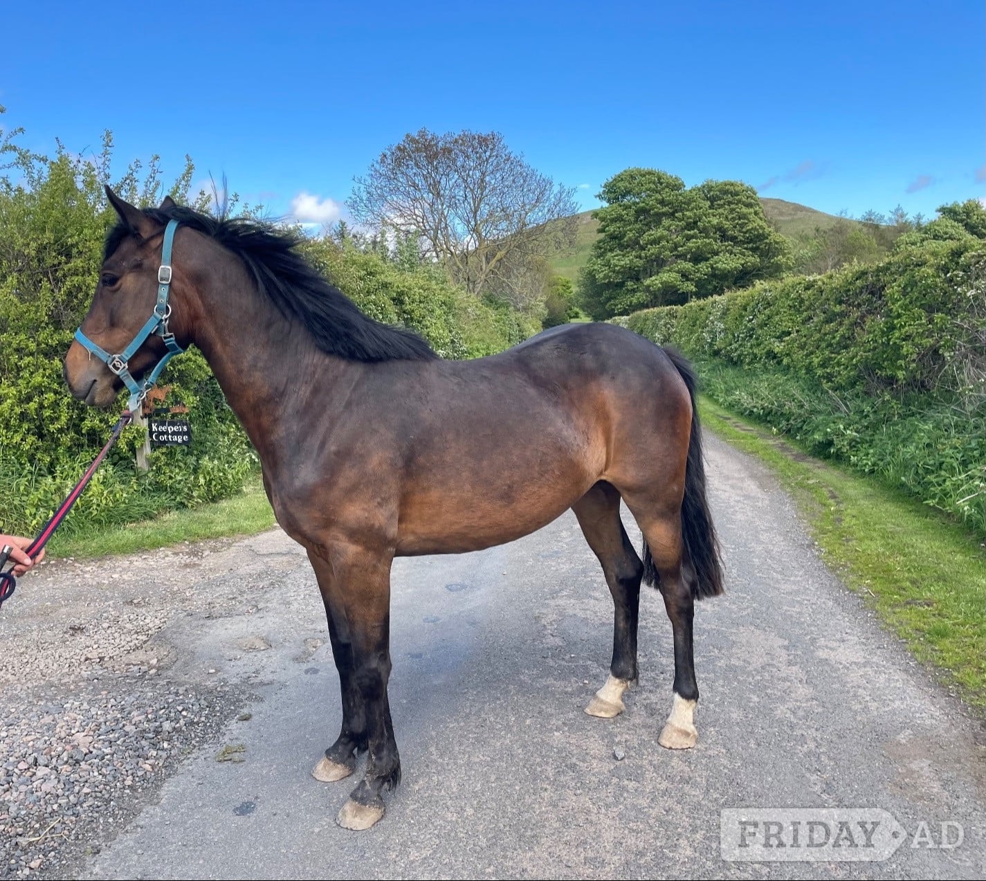 "Nell" Bay Mare Project Horse in Alnwick