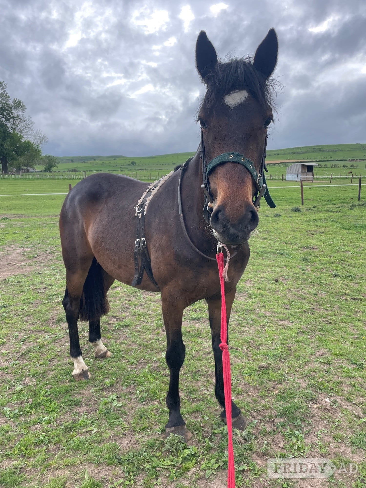 Alnwick "Nell" Bay Mare Project Horse