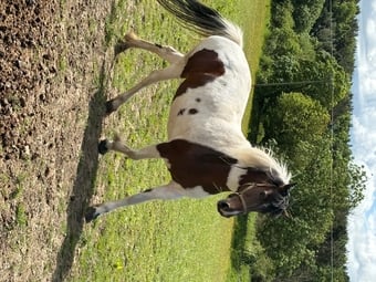 "River" Coloured Mare Coloured
