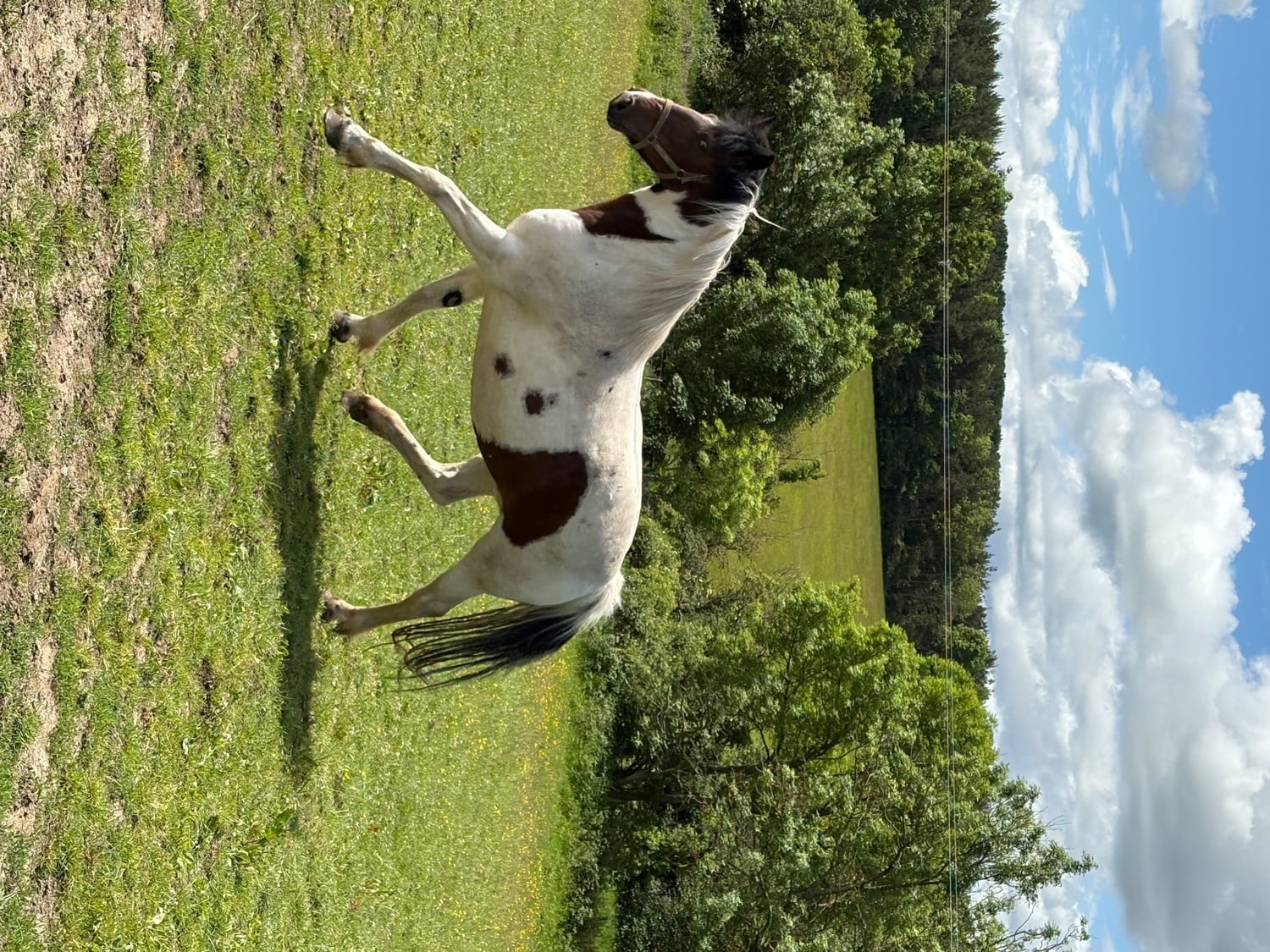 "River" Coloured Mare Coloured