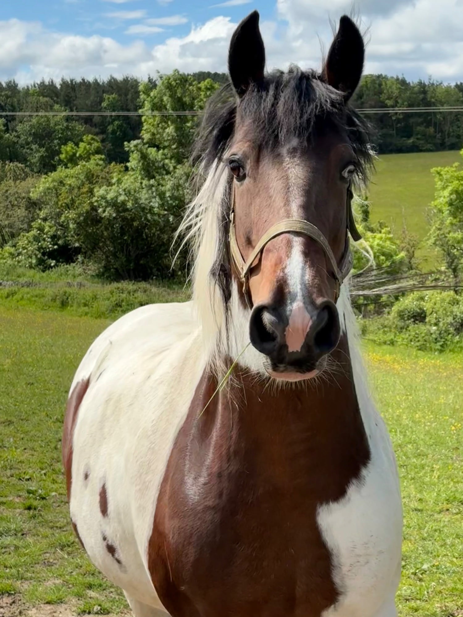 Lanchester "River" Coloured Mare Coloured