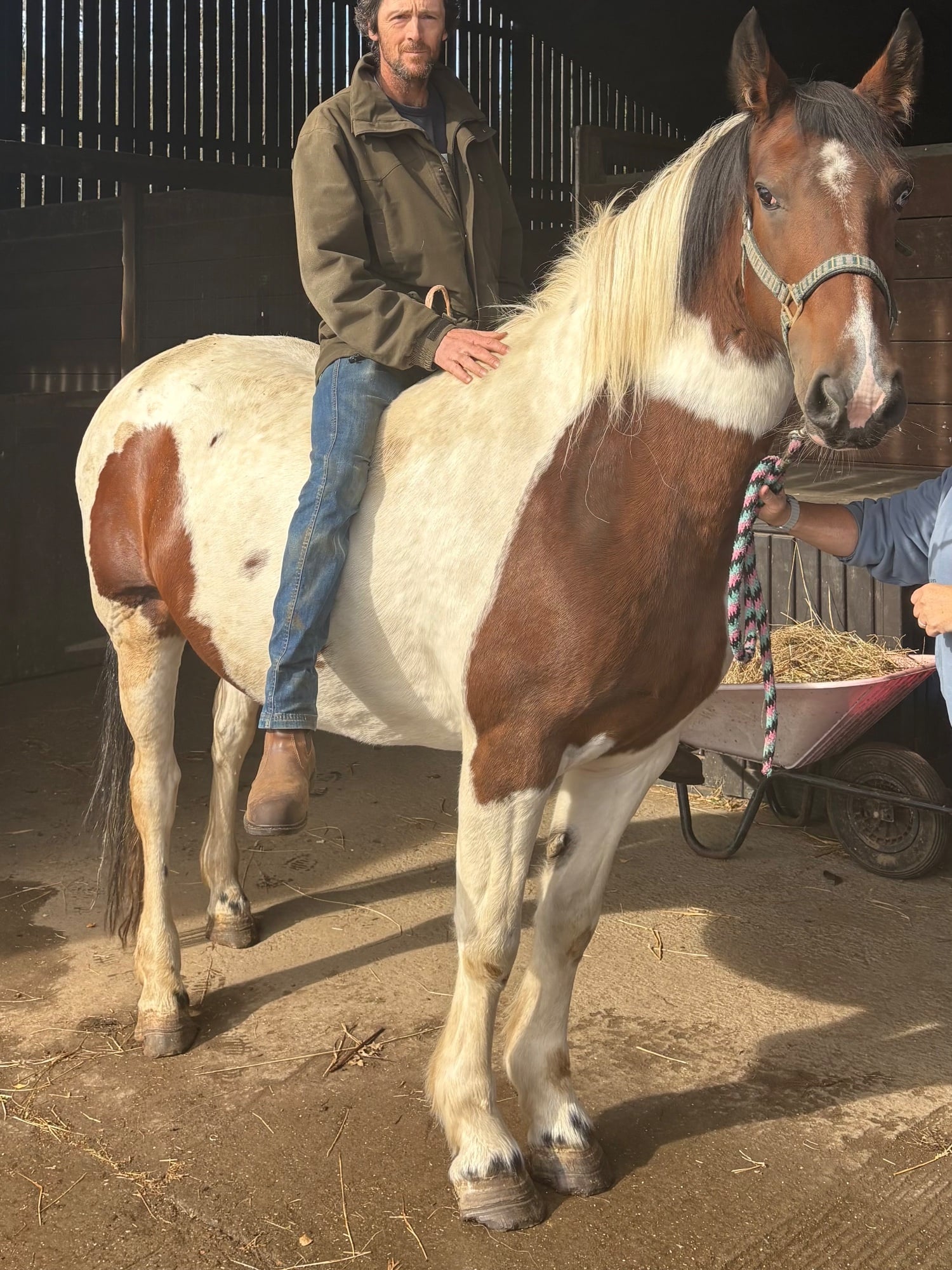 "River" Coloured Mare Coloured - Horses in Lanchester