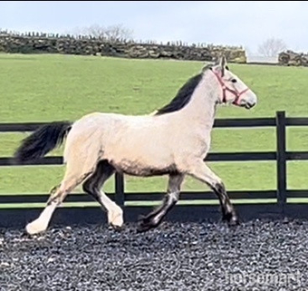 "Irish Draught x Cob " Dun Colt Eventer