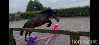 "Maesmynach Locket AKA Figgy" Bay Mare All Rounder