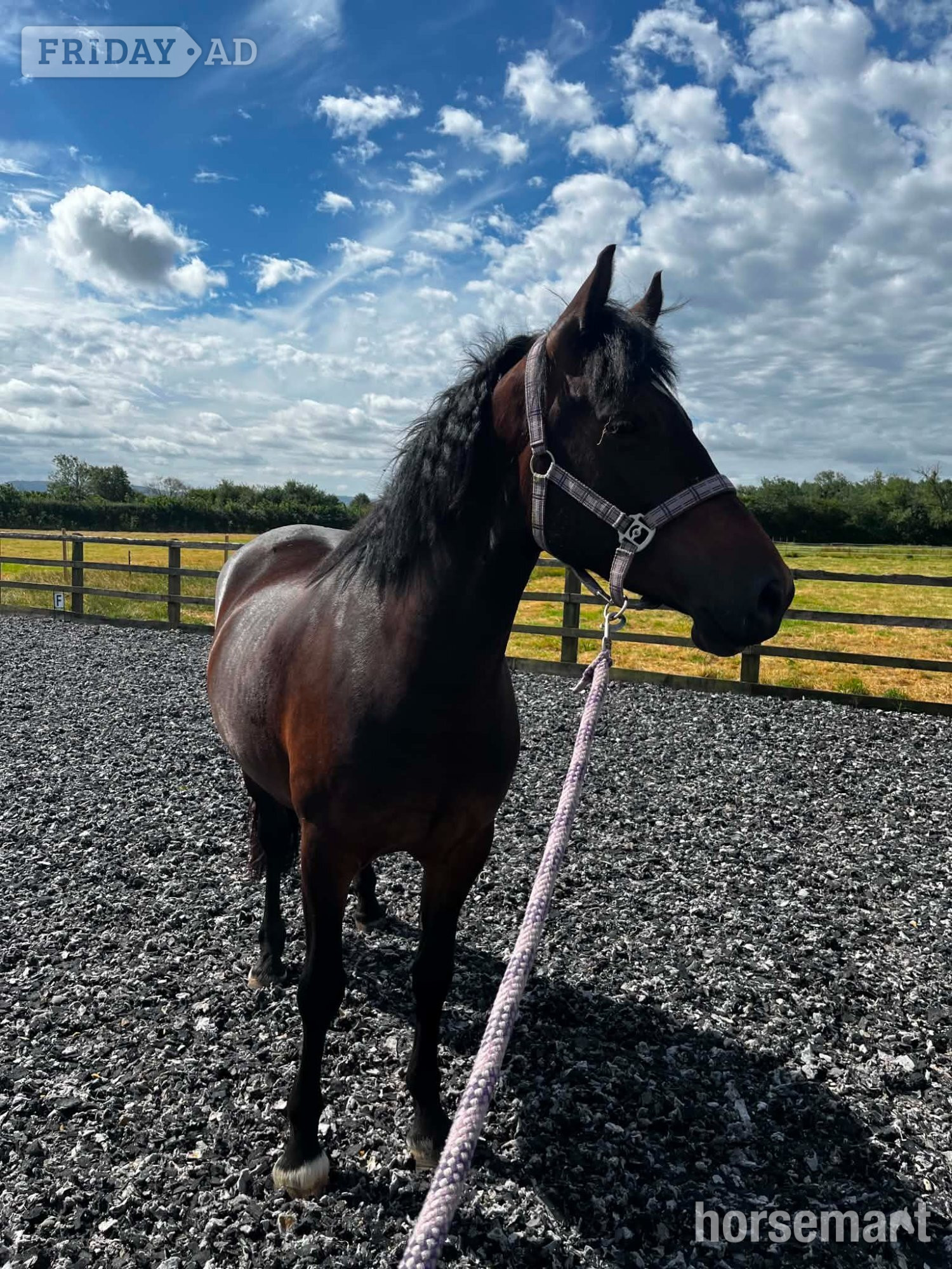 "Maesmynach Locket AKA Figgy" Bay Mare All Rounder