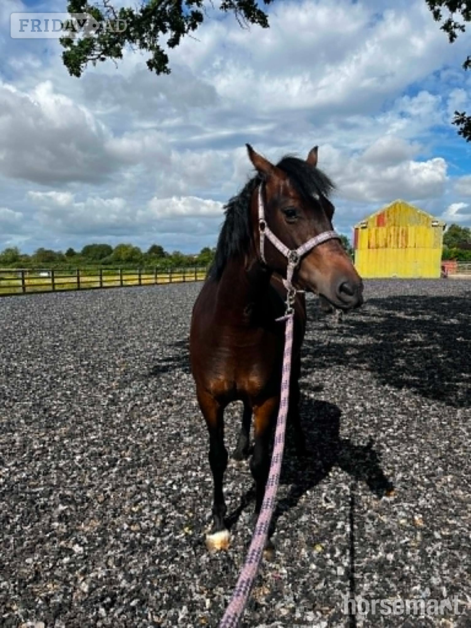Sandhursts "Maesmynach Locket AKA Figgy" Bay Mare All Rounder