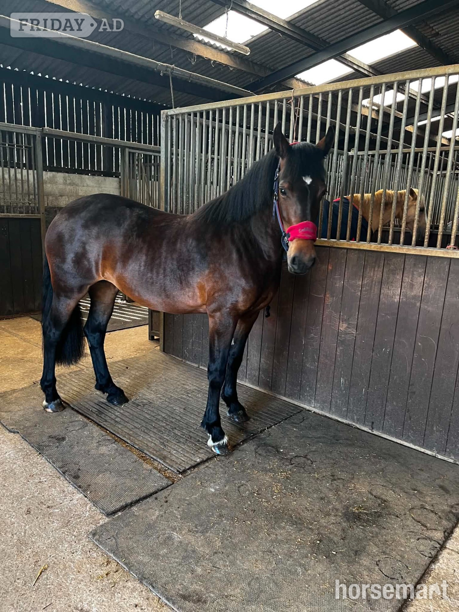 "Maesmynach Locket AKA Figgy" Bay Mare All Rounder - Horses in Sandhursts