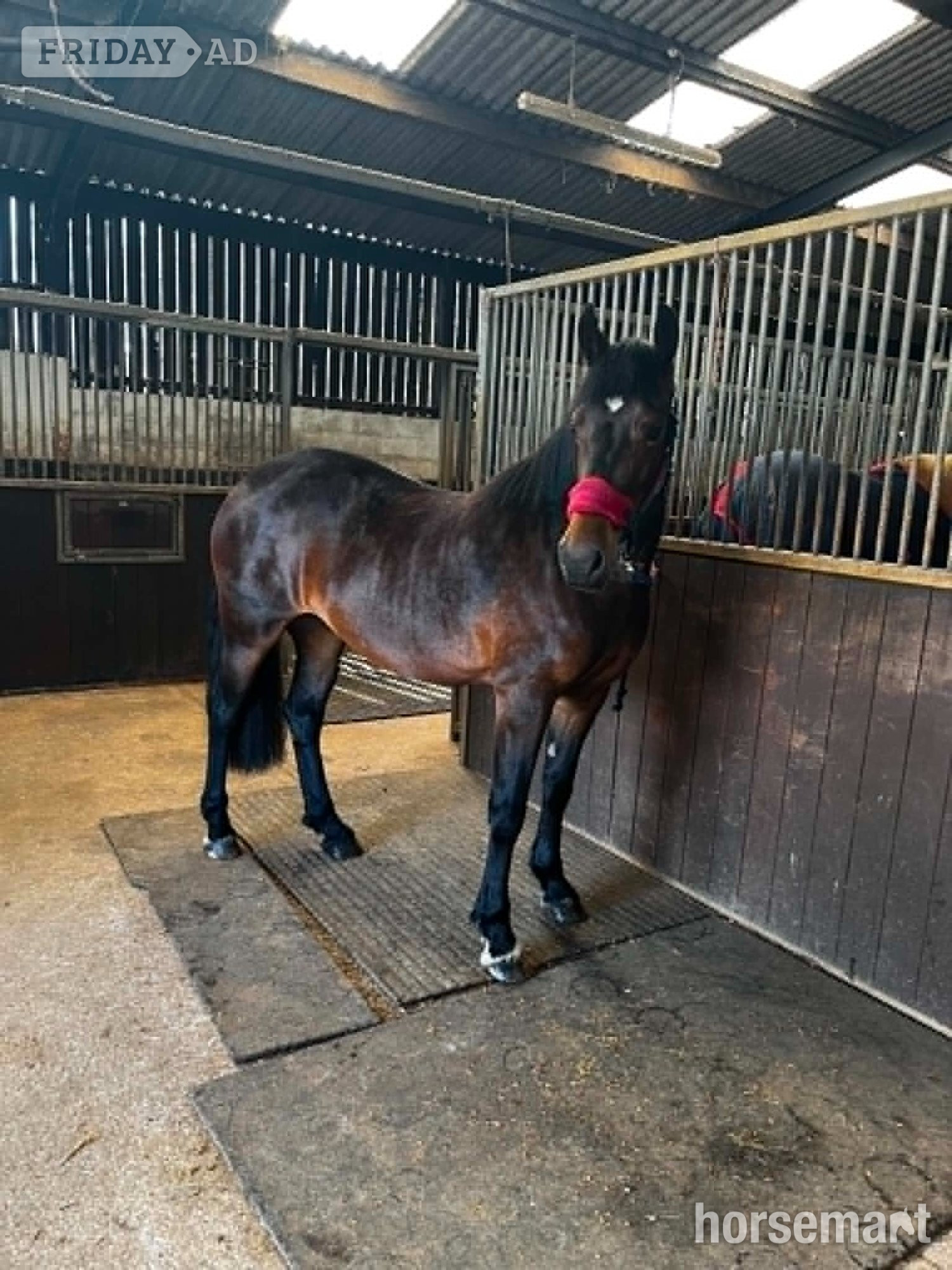 "Maesmynach Locket AKA Figgy" Bay Mare All Rounder - Horses