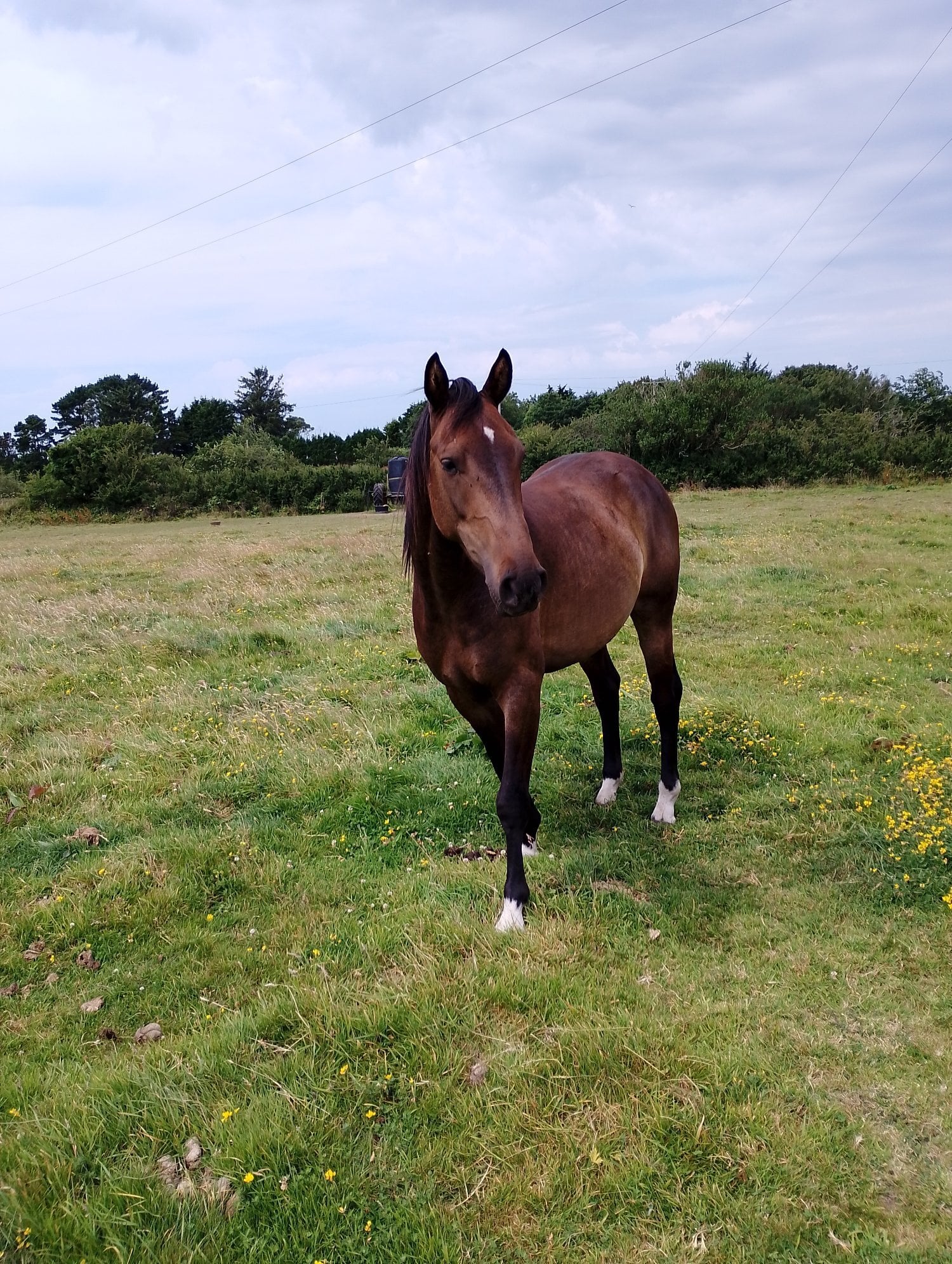 "Fred Bear" Bay Gelding Young Sport Horse