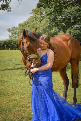 "Golden Glory" Bay Mare Ex Racehorse