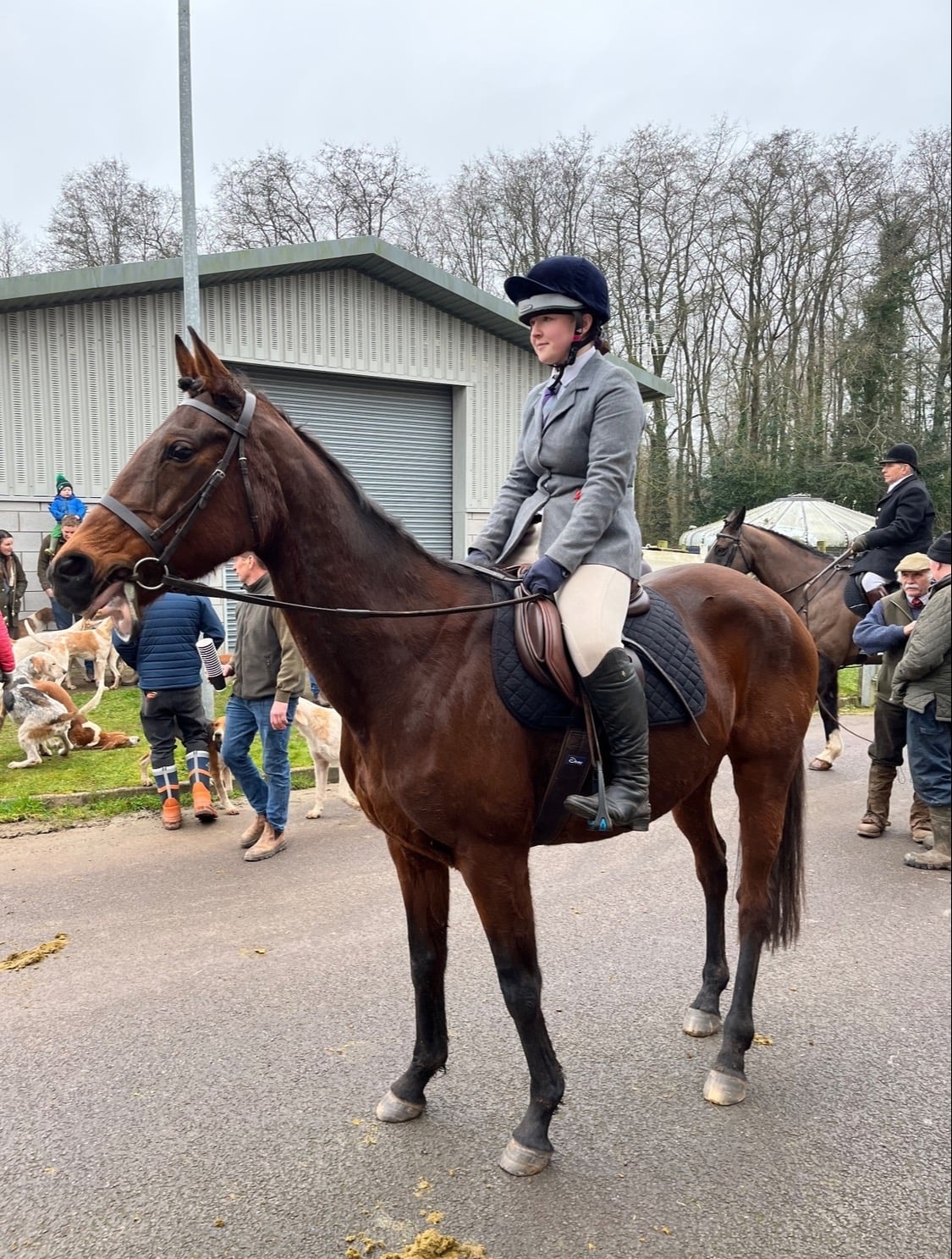 "Golden Glory" Bay Mare Ex Racehorse