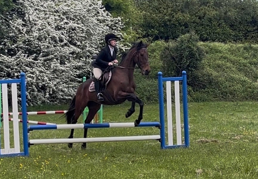 Usk "Golden Glory" Bay Mare Ex Racehorse