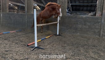 "Harry" Chestnut Gelding Young Sport Horse