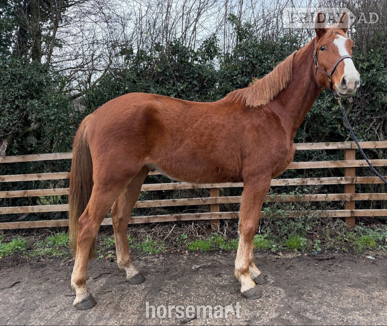 Leeds "Harry" Chestnut Gelding Young Sport Horse