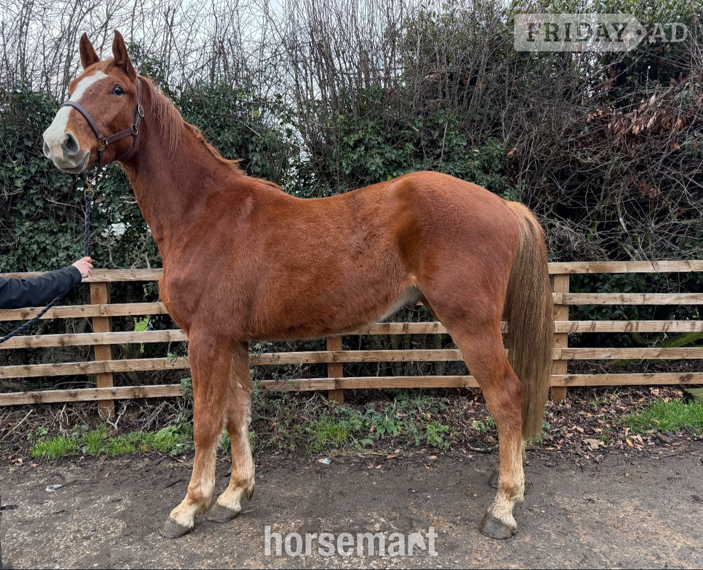 "Harry" Chestnut Gelding Young Sport Horse -  in Leeds