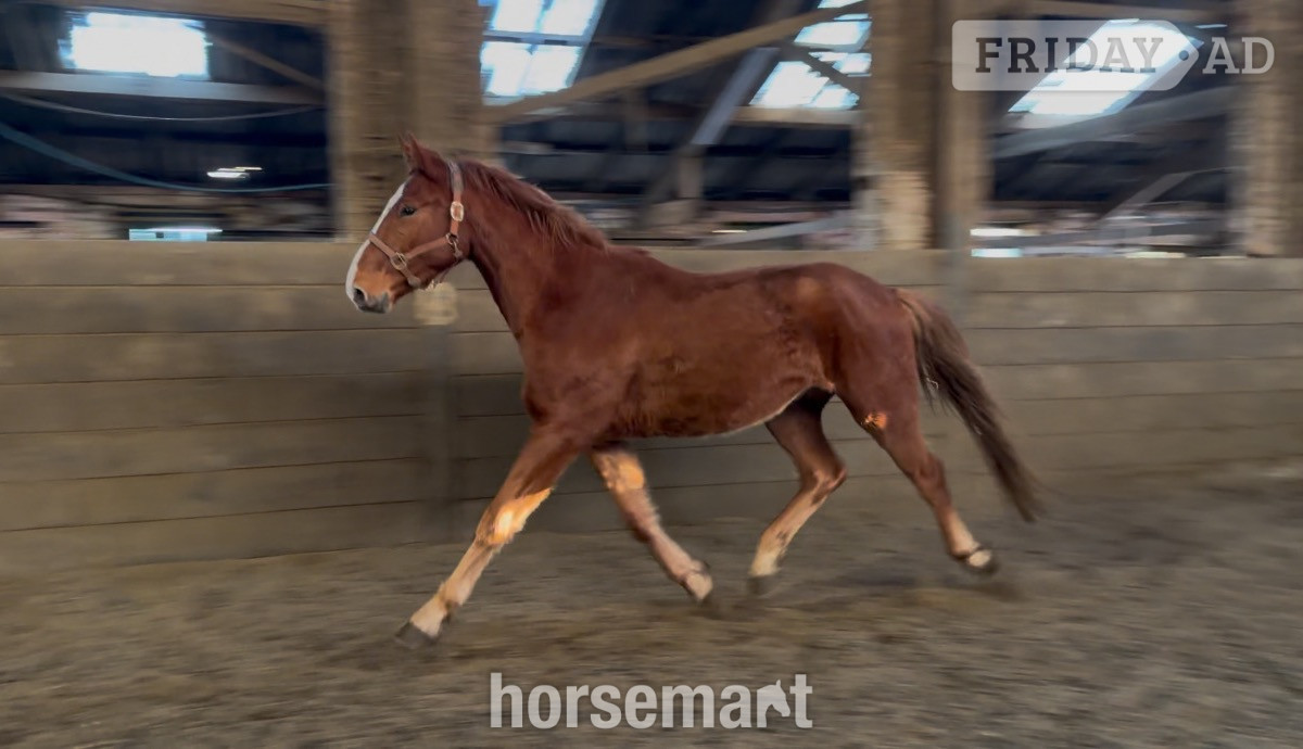 "Harry" Chestnut Gelding Young Sport Horse