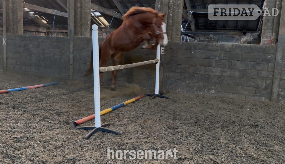 "Harry" Chestnut Gelding Young Sport Horse in Leeds