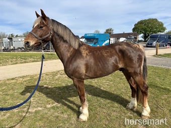 "Cadno" Chestnut Gelding Mountain & Moorland Pony