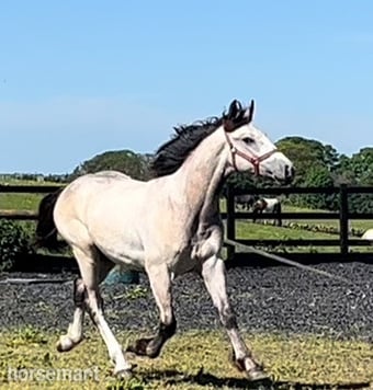 "Irish Draught x Cob " Dun Colt Young Sport Horse