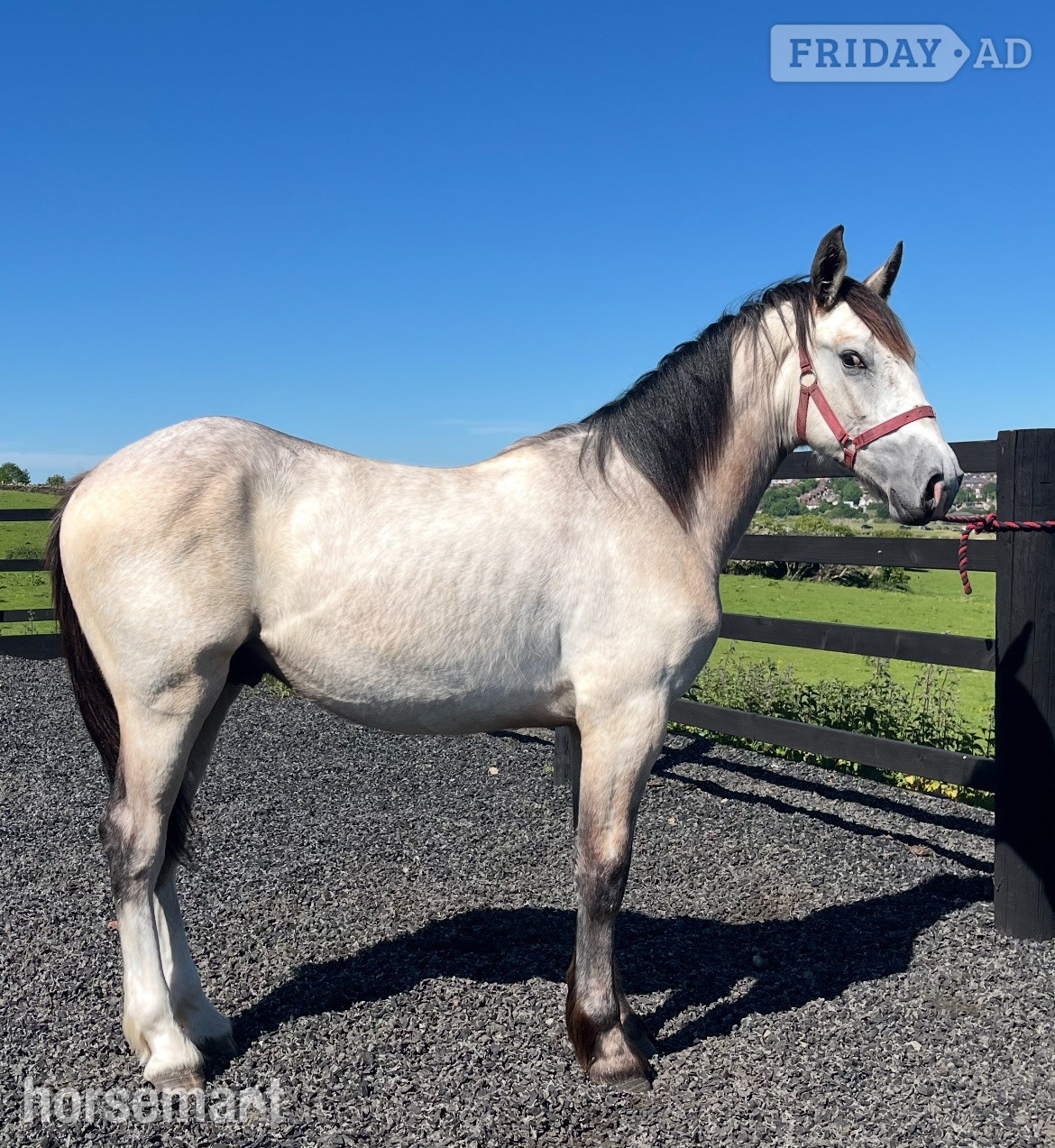 "Irish Draught x Cob " Dun Colt Young Sport Horse