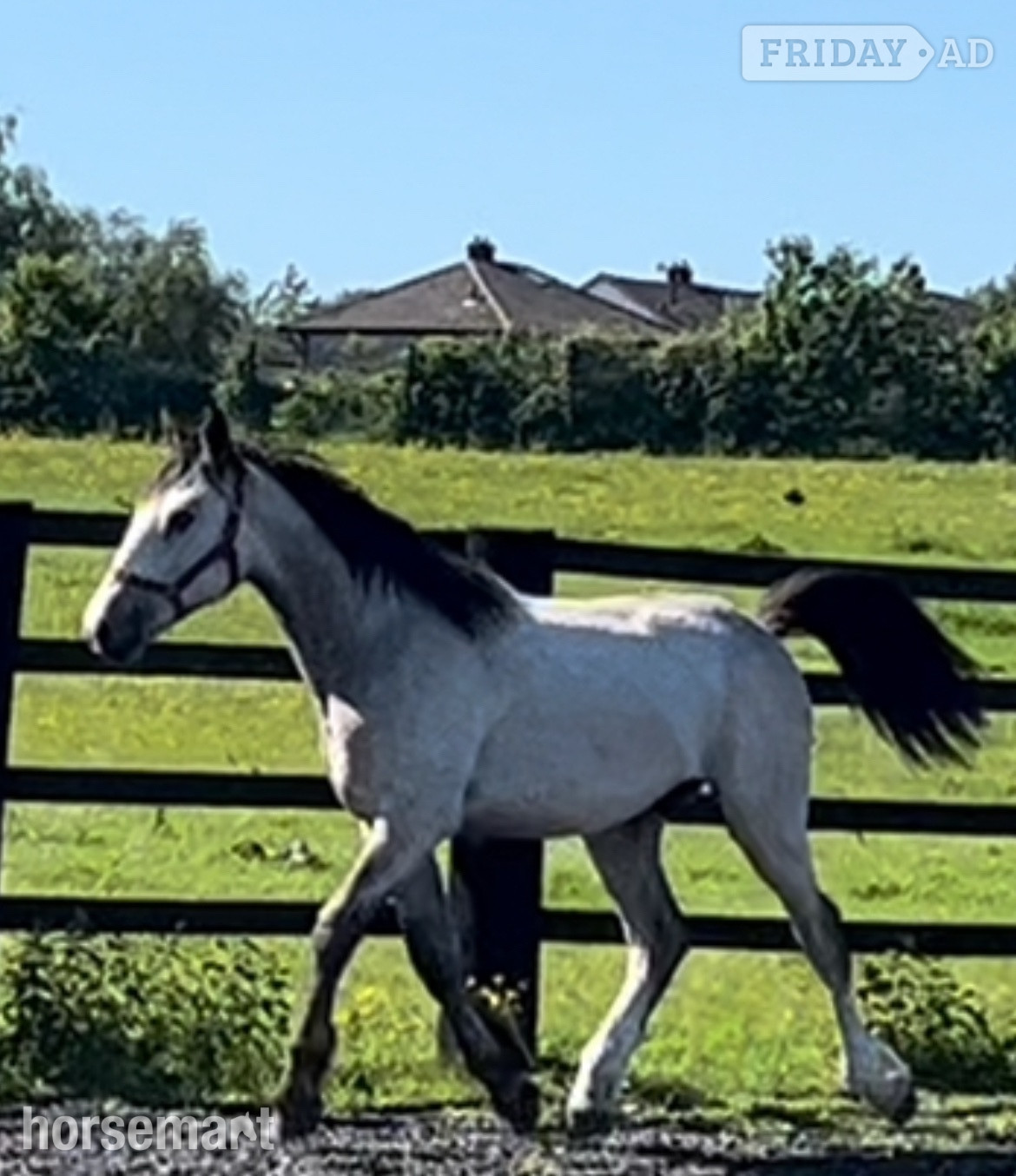 Leeds "Irish Draught x Cob " Dun Colt Young Sport Horse