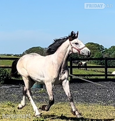 "Irish Draught x Cob " Dun Colt Young Sport Horse in Leeds
