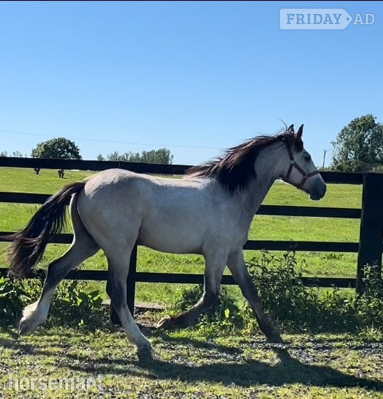 "Irish Draught x Cob " Dun Colt Young Sport Horse - Horses in Leeds