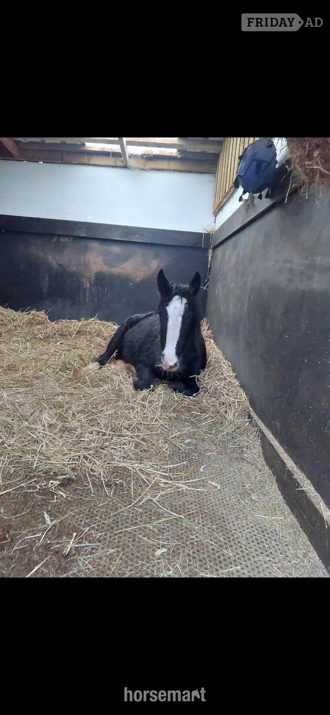 "Daisy" Black Filly Youngstock / Foal in Cwmbran