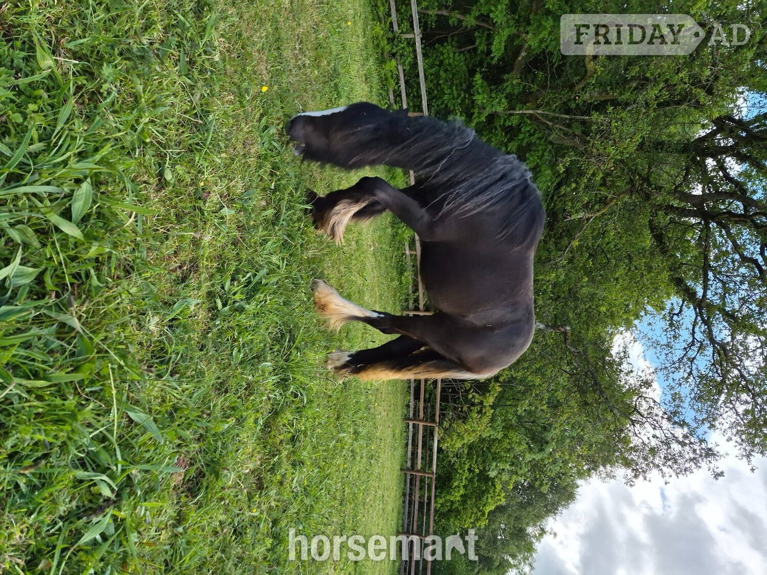 "Daisy" Black Filly Youngstock / Foal