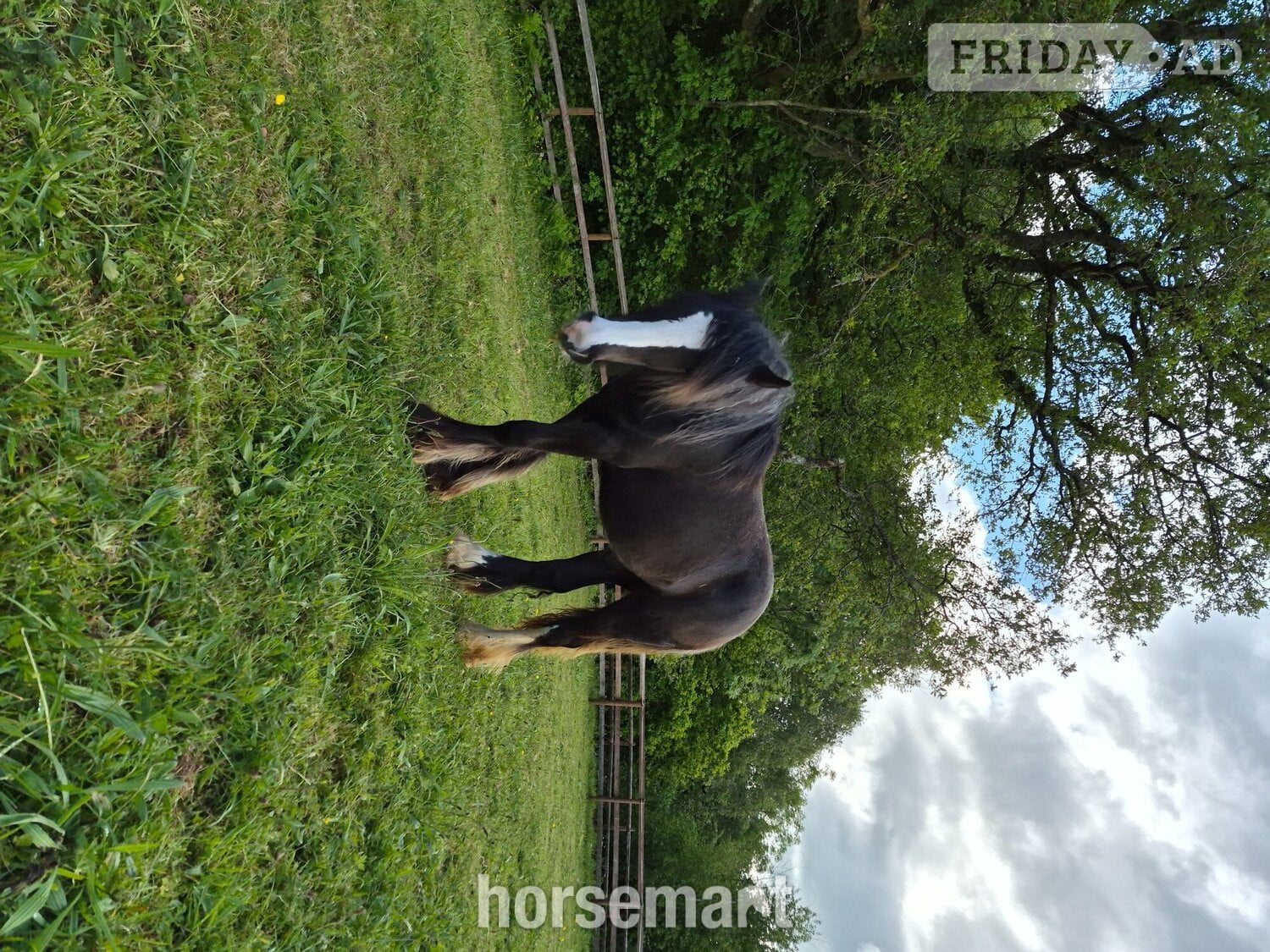 Cwmbran "Daisy" Black Filly Youngstock / Foal