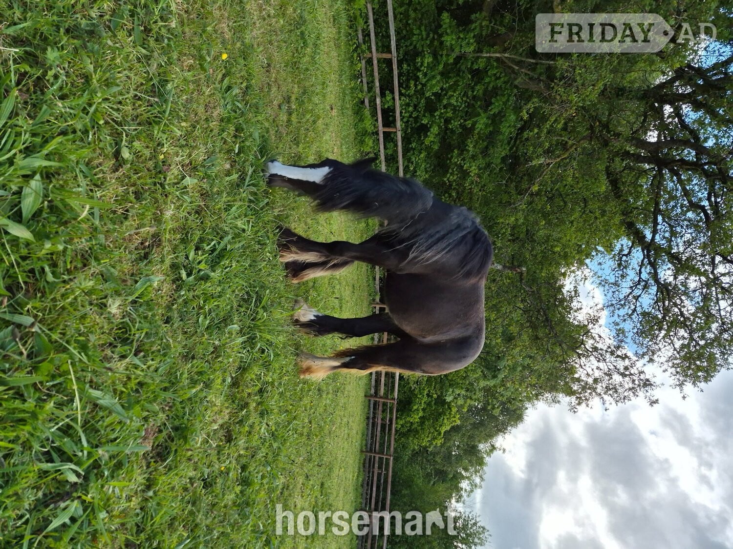 "Daisy" Black Filly Youngstock / Foal - Horses in Cwmbran