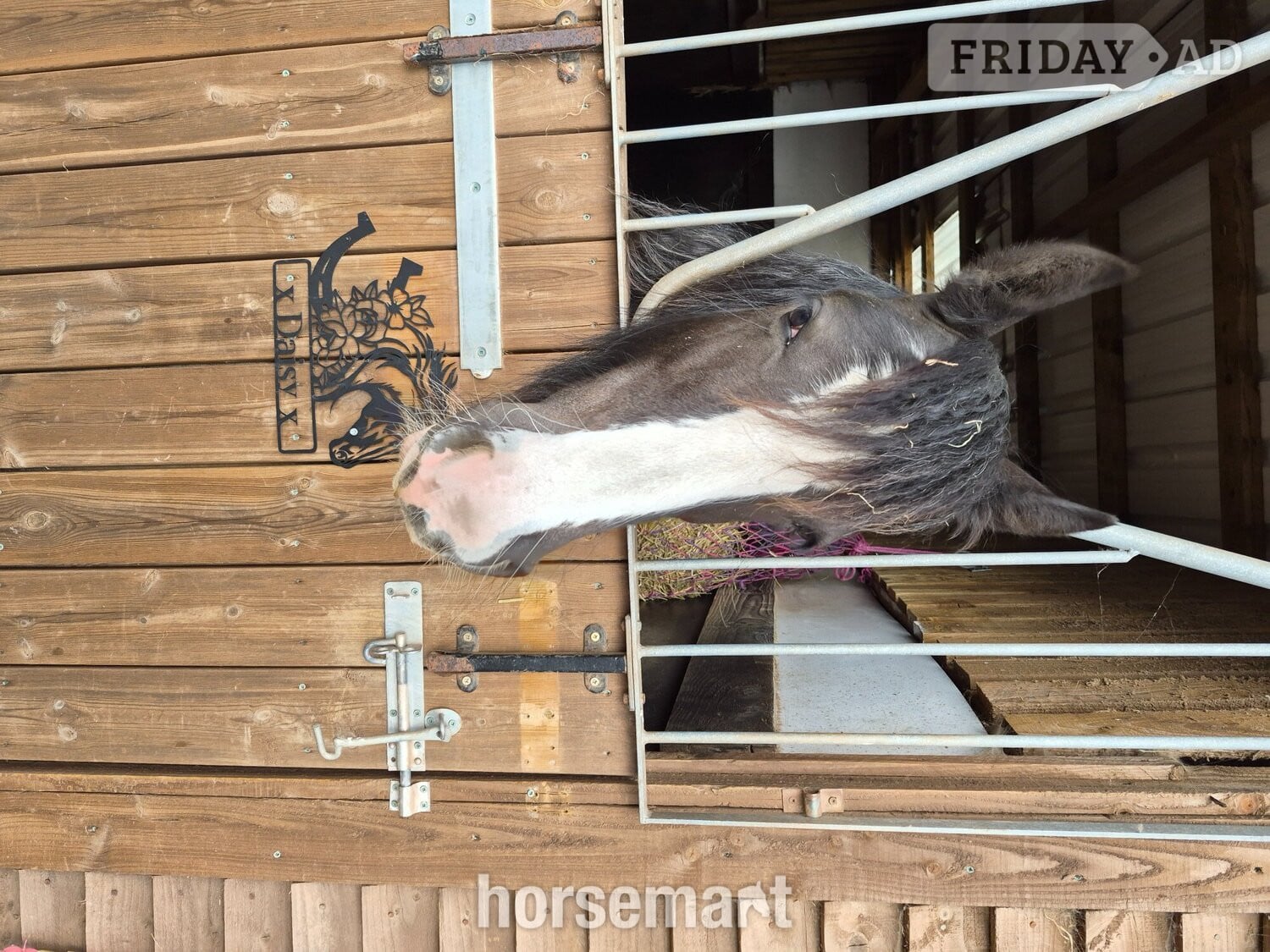 "Daisy" Black Filly Youngstock / Foal - Horses