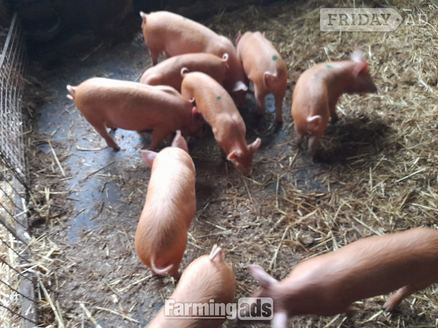 Tamworth weaners for sale in Narberth
