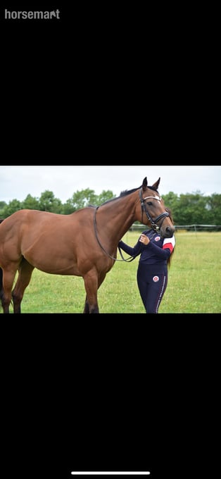 "Ronoccos Katie " Bay Mare All Rounder