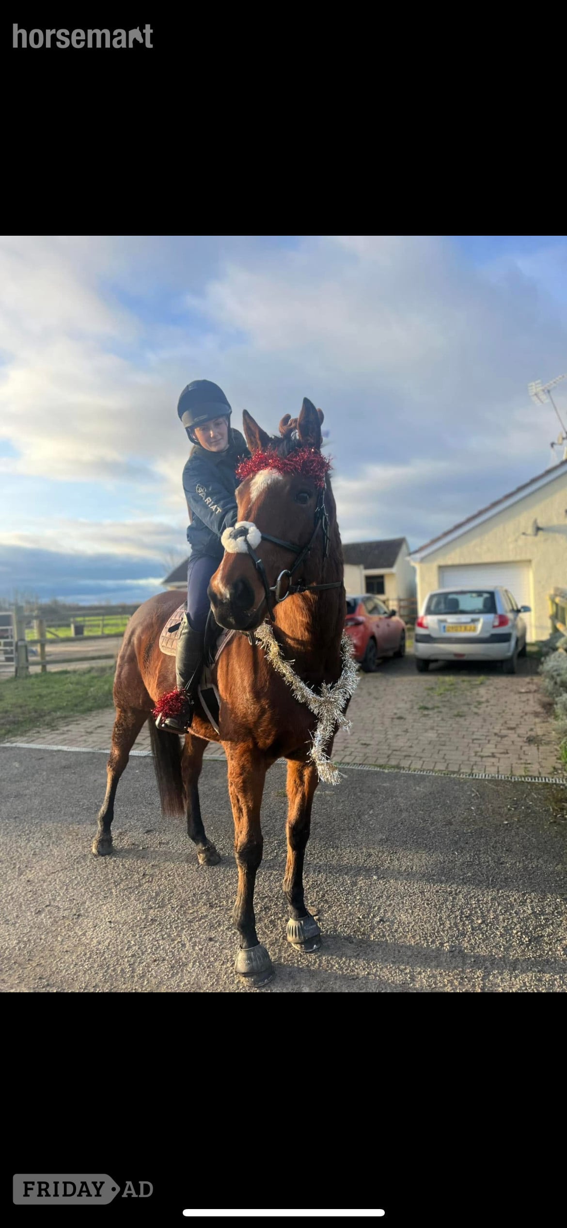 Tewkesbury "Ronoccos Katie " Bay Mare All Rounder