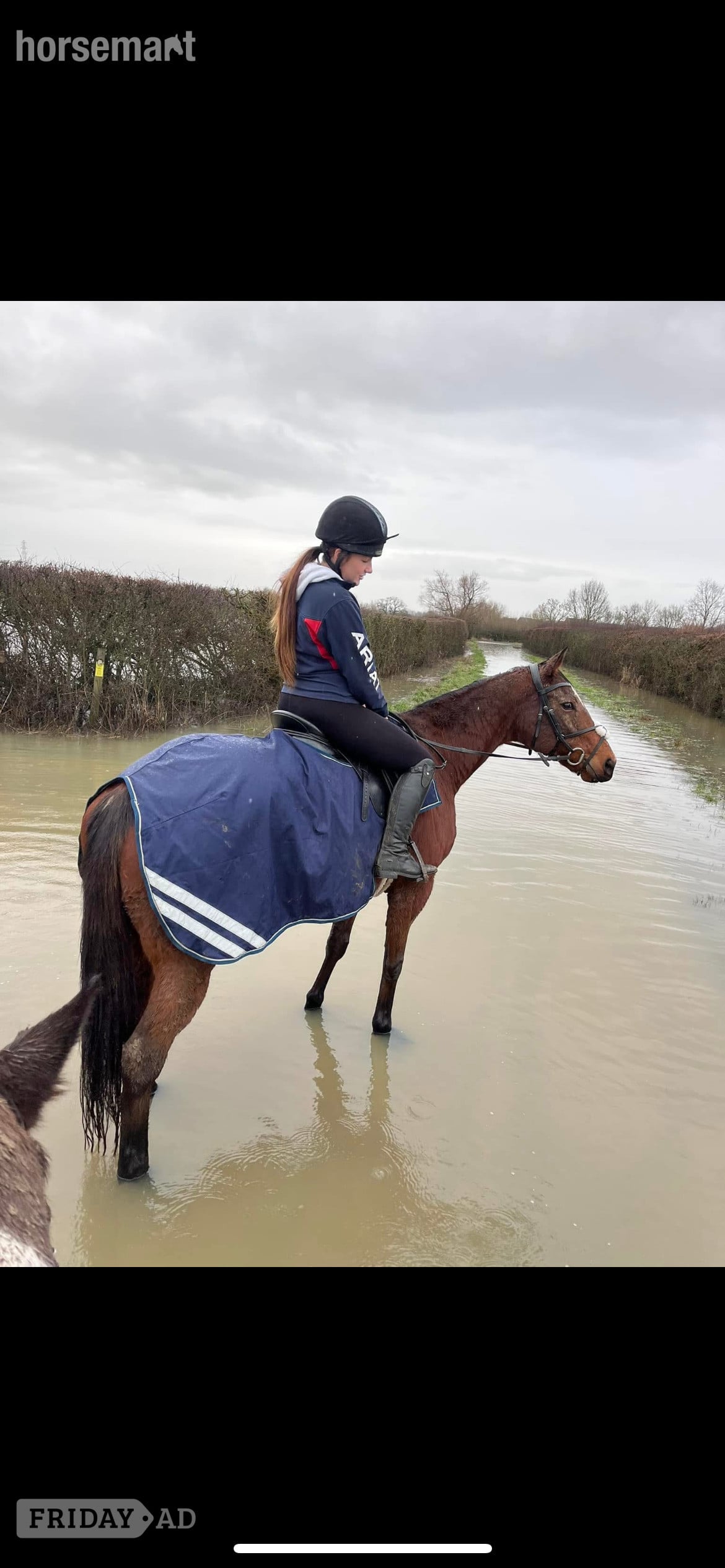 "Ronoccos Katie " Bay Mare All Rounder - Horses in Tewkesbury