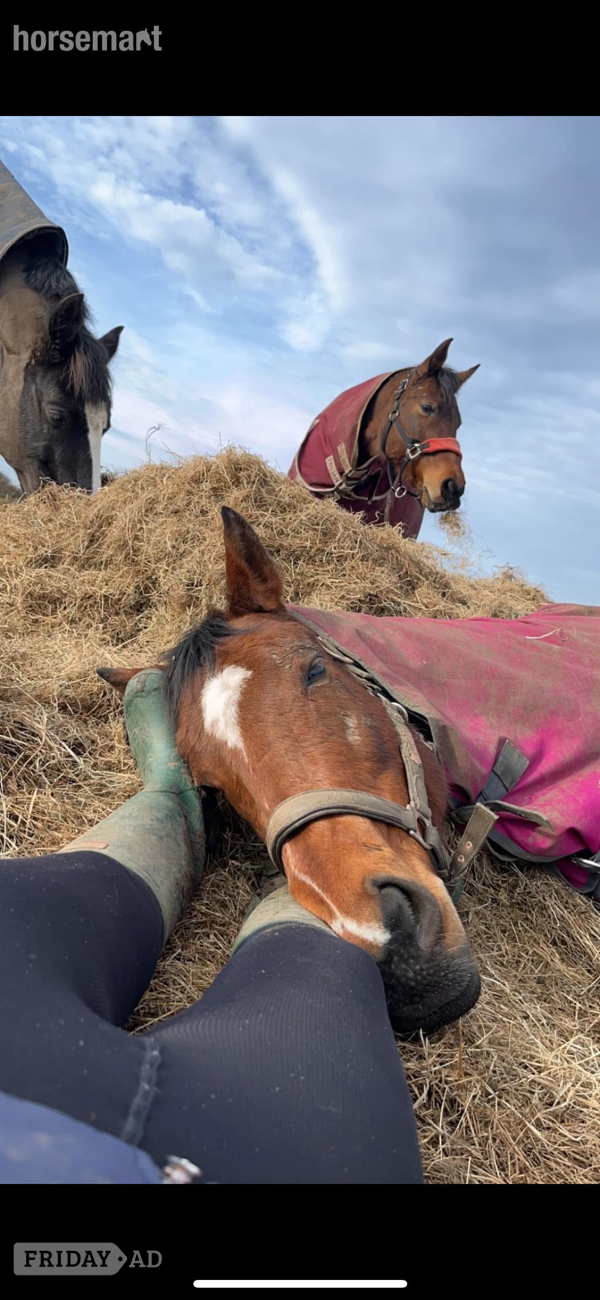 "Ronoccos Katie " Bay Mare All Rounder - Horses