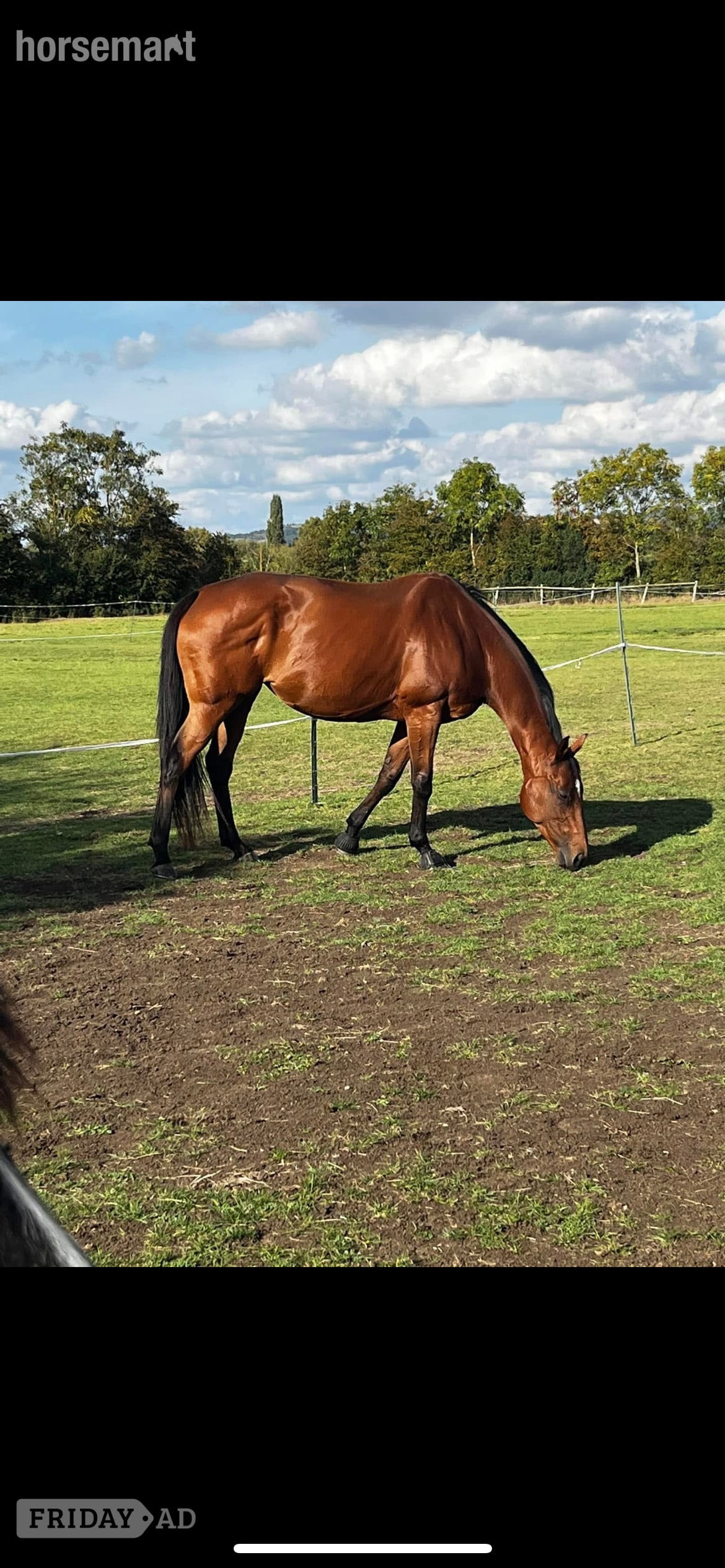 "Ronoccos Katie " Bay Mare All Rounder